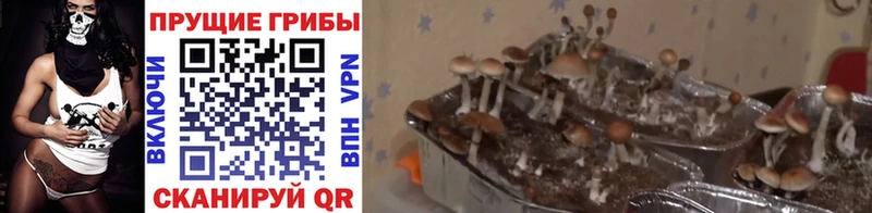 Галлюциногенные грибы ЛСД  Краснокамск 